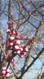 Low angle view of flowers on branch