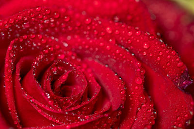 Macro shot of a red rose covered in water droplets