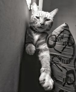 Close-up portrait of cat relaxing against wall