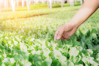Close-up of hand touching flowering plants