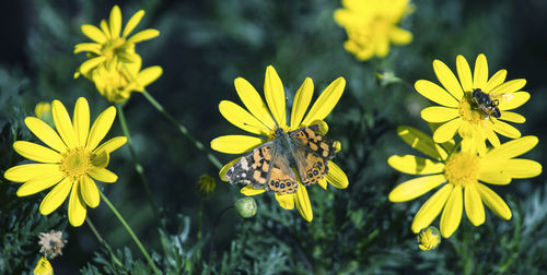 Close-up of yellow flowers