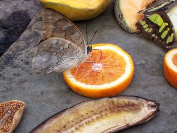 Butterfly eating orange