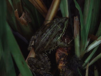 Close-up of frog on plant