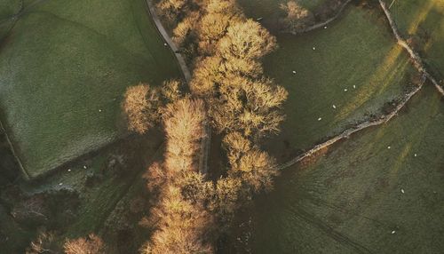 High angle view of trees on plant