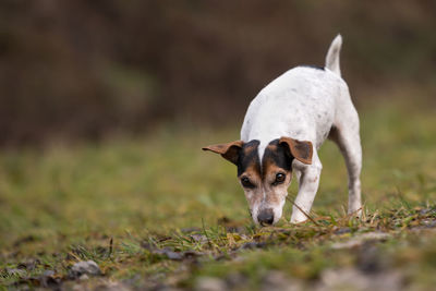 Portrait of dog on field