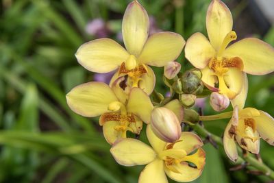 Close-up of yellow flowering plant