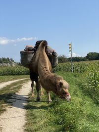 View of a horse on field