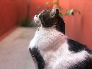 Close-up of a cat looking away