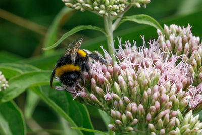 Close-up of bee pollinating on flower