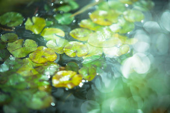 Full frame shot of lotus leaves floating on pond