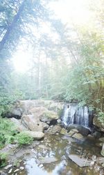 Stream flowing through forest
