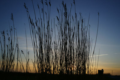 Close-up of wheat field against sky during sunset