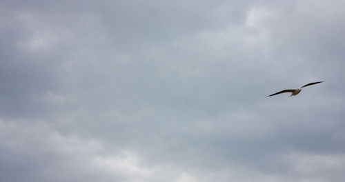 Low angle view of seagull flying in sky