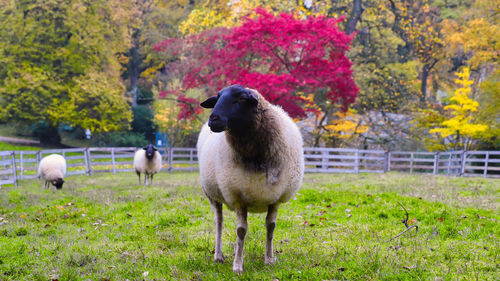 Sheep in public park with autumn background