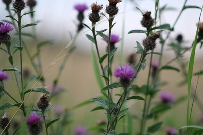 Close-up of purple flowering plants