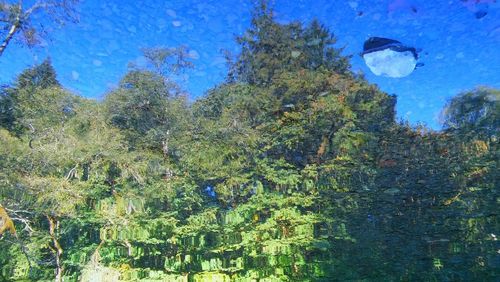 Low angle view of trees against blue sky