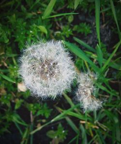 Close-up of dandelion