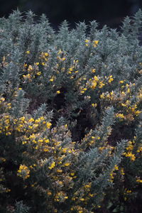 Close-up of yellow flowering plants on field