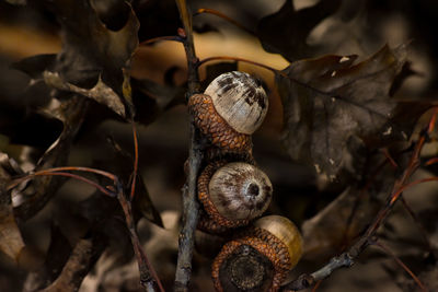 Close-up of dry leaves on tree