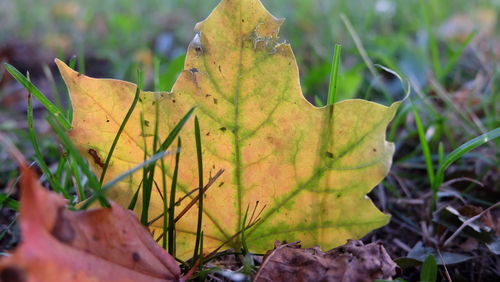 Close-up of yellow maple leaf on land