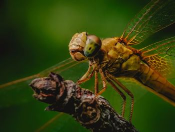 Close-up of insect on plant