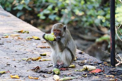 Monkey eating food