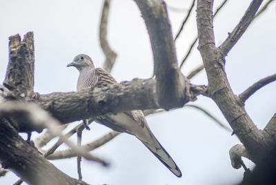 Low angle view of bird perching on branch