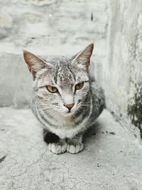 Close-up portrait of tabby cat on footpath