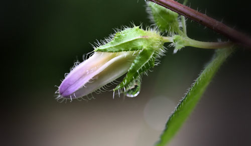close-up