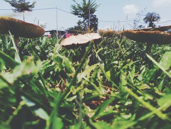 Plants growing on field