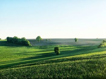 Scenic view of agricultural field against clear sky