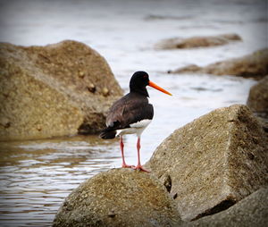 Close-up of bird perching on rock