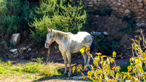 Side view of a horse