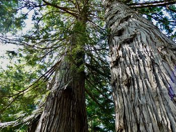 Low angle view of trees in forest