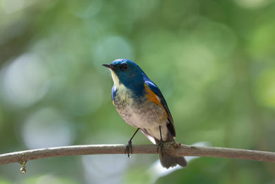 Close-up of bird perching on branch