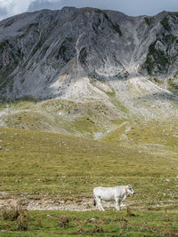 Sheep grazing on field