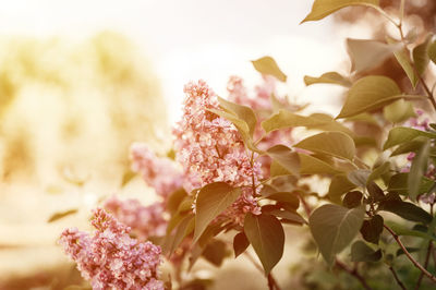 Branches of terry lilac blossomed in full bloom of purple spring flowers petals among the leaves