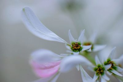 Close-up of insect on flower