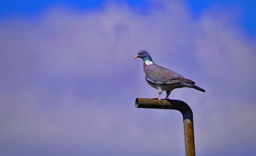 Close-up of bird perching against clear sky