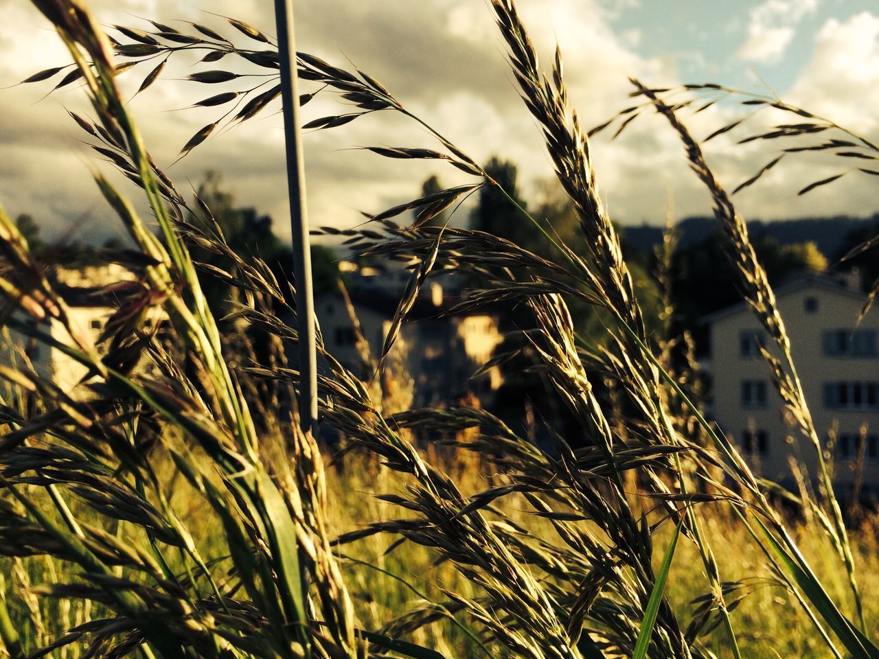 grass, growth, plant, focus on foreground, nature, field, close-up, sky, tranquility, blade of grass, growing, beauty in nature, stalk, wheat, cereal plant, stem, day, reed - grass family, outdoors, selective focus