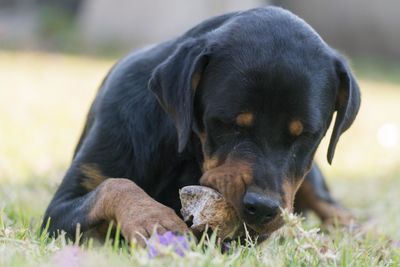 Close-up of a dog lying on field