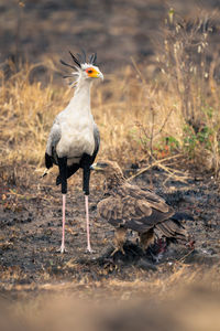 Bird on field