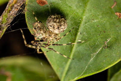 Close-up of spider on plant