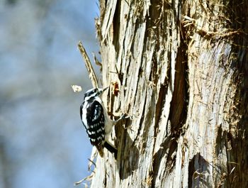 Close-up of butterfly on tree trunk