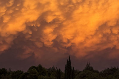 Low angle view of trees against sky during sunset