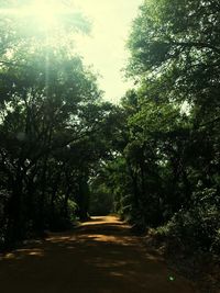 Road amidst trees against sky