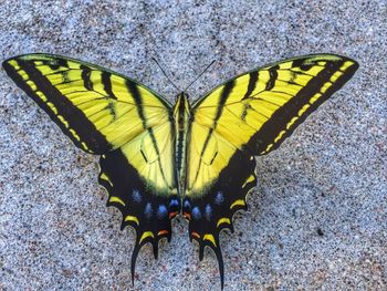 Close-up of butterfly on leaf