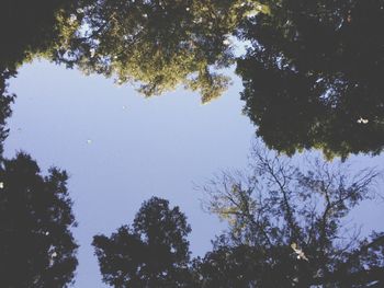 Low angle view of trees against sky