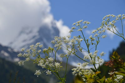 Close-up of flowers blooming on plant