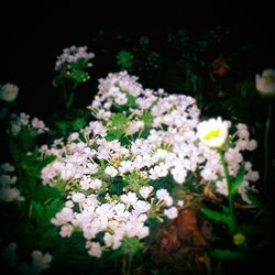 Close-up of white flowers